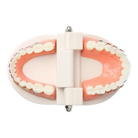 Dental Orthodontic Teeth Model with Braces Denture Mouth Model for Dentistry