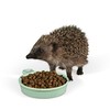 Jacobi Jayne Ceramic Hedgehog Food and Water Bowl Hedgehog Dish