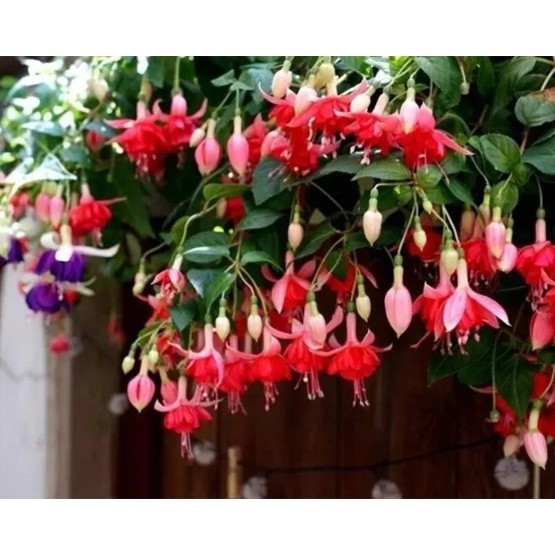 Unbranded Lantern-Physal