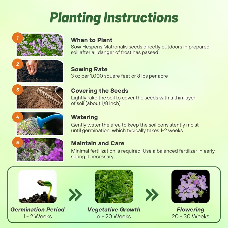 Outsidepride Dame's Rocket Flower Seeds - 5000 Pcs Perennial, Easy