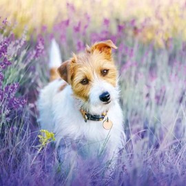 Noel Tatt Birthday/Blank Card - RSPCA Charity Card for Men/Women - 'Jack Russell Terrier in a Lavender Field' - Eco-Friendly & Recyclable