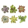 Shop Succulents | Assorted Collection | Live Air Purifying House