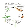 Tongue of Fire Bean Seeds - 20 Large Bean Seeds