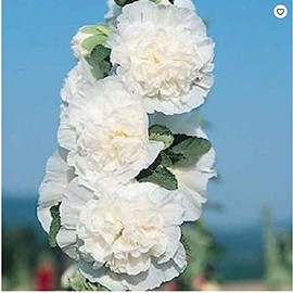 50 Charles White Hollyhock Seeds Perennial Flower Garden Seed Flowers Seed Flower