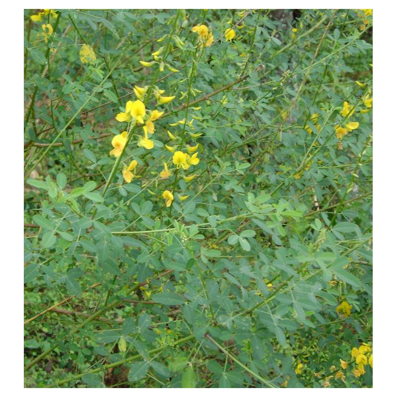 SPECIAL COMBO 20 Loroco Plant Seeds & 20 Seeds Chipilin