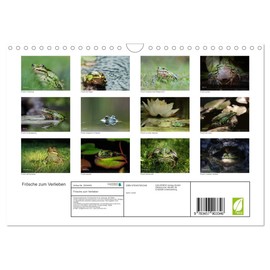 Frogs to Fall in Love (Wall Calendar 2026 DIN A4 Landscape), CALVENDO Monthly Calendar