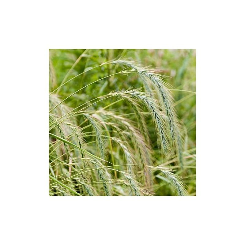 Everwilde Farms - 1 Oz Canada Wild Rye Native Grass