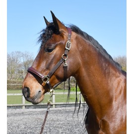 Rhinegold Softee Leather Padded Headcollar-Full-Brown/Brown