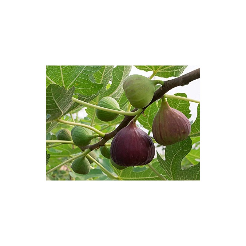 Ficus "Celeste" Fig Tree live plant cold hardy