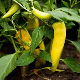 120 Hot Hungarian Yellow Wax Pepper Seeds for Planting. 1 Gram of Seeds Heirloom Non GMO Garden Vegetable Bulk Survival Chili Pepper