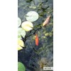 Kleeneze Pond Clarifier, 100g - All Natural and Microbial Based