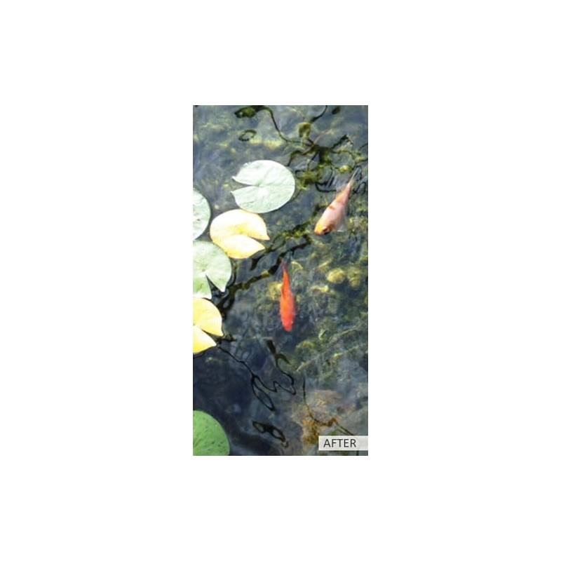Kleeneze Pond Clarifier, 100g - All Natural and Microbial Based
