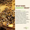OneRoot Natural Wildflower Honey Liquid | 100% Pure Canadian Boreal