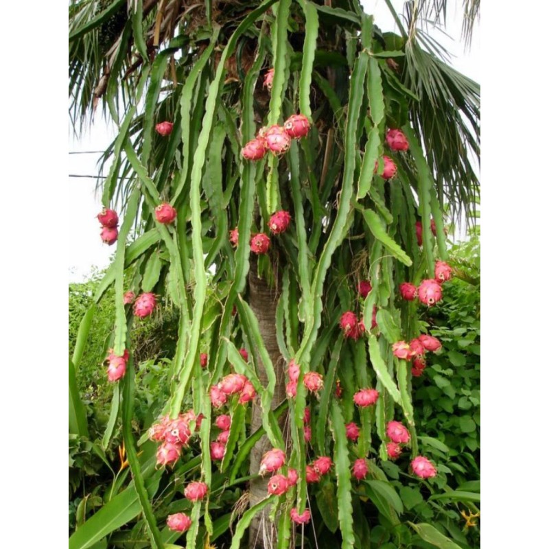 Cactus 50 White 50 Red Dragon Fruit Seeds Pitaya Pitahaya