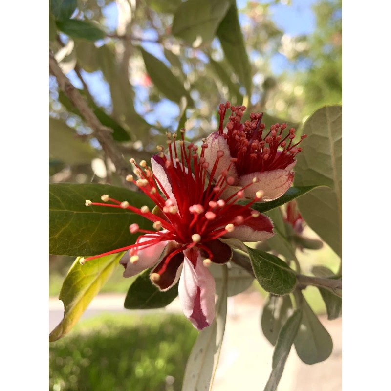 Home-Growth Feijoa Sellowiana, Pineapple Guava - 1 Pound Fresh Fruits