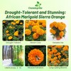 Outsidepride Tall Sierra Orange African Marigold Seeds for Planting -