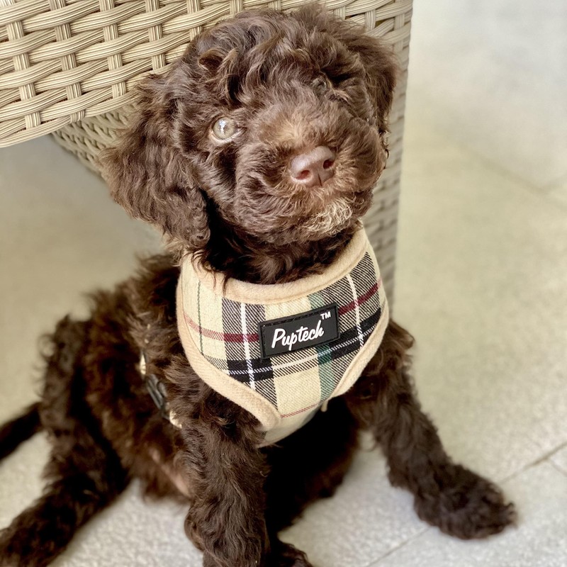 PUPTECK 犬 ハーネス リード セット 犬用 胴輪 はーねす 調節可能 着脱簡単