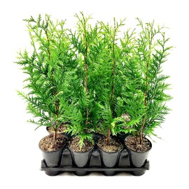 Thuja Green Giant | 3 Live Quart Size Trees | Thuja standishii x plicata | Fast Growing Privacy Screen | Evergreen Landscape Plants for Borders