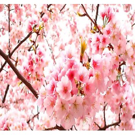 Prunus serrulata (Japanese Flowering Cherry, Sakura, Hill Cherry, Oriental Cherry, East Asian Cherry) Tree Seeds, Showy Flowers, Seeds by MySeeds.Co, You Choose The Amount (Trial Packet Size)