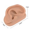 Modelo de oreja de acupuntura, réplica de oreja artificial derecha