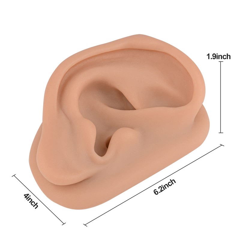 Modelo de oreja de acupuntura, réplica de oreja artificial derecha