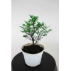 House of Bonsai Seiju Chinese Elm (Ulmus Parvifolia 'Seiju') Pre-Bonsai