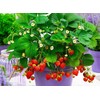 22Day Seeds: Seeds Alpine Strawberry 4 Seasons/Everbearing/All Year Round/Non GMO/Heirloom