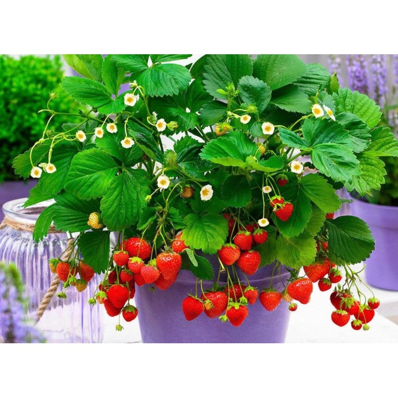 22Day Seeds: Seeds Alpine Strawberry 4 Seasons/Everbearing/All Year Round/Non GMO/Heirloom