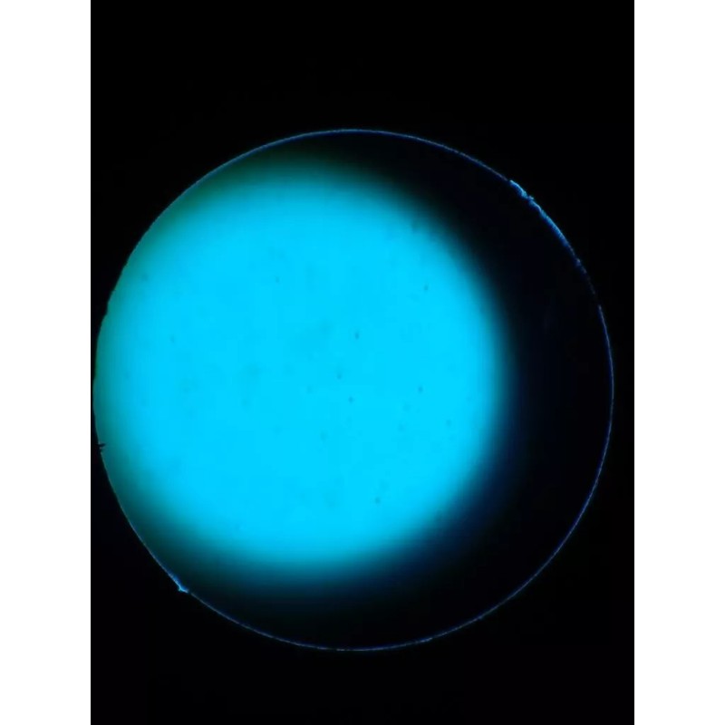 Algaeo Chlorella Vulgaris (Live Algae Culture) 100ml.