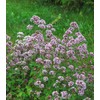 Earthcare Seeds Oregano Common Italian 1000 Seeds (Origanum vulgare) Heirloom