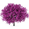 CZ Grain 20 Judas Tree Seeds for Planting Flowering Tree