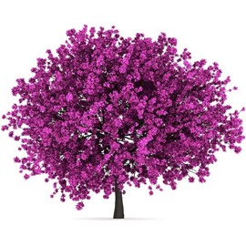 CZ Grain 20 Judas Tree Seeds for Planting Flowering Tree Prized for Yard Garden or Bonsai