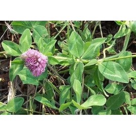 FEEDERS OUTDOORS 10 LBS RED CLOVER FOOD PLOT SEED FOR DEER, TURKEY, WILDLIFE, COATED SEED