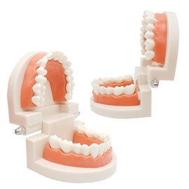 WOOPSOO 2 Pack Dental Adult Standard Teeth Model Fake Denture Mouth Teeth Model Typodont Demonstration Denture Model for Kids Dentist Students Teach Studying Displaying Supplies