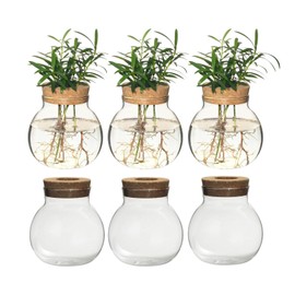 Plant Propagation Station,Hydroponic Terrarium Vase,Desktop Glass Planter Station,for Houses,Garden Decorations,ropagating Hydroponic Plants,Centerpiece Office,Home Garden Decor (6)