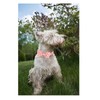 Unique style paws Dog Collar with Bow Tie Pink Daisy