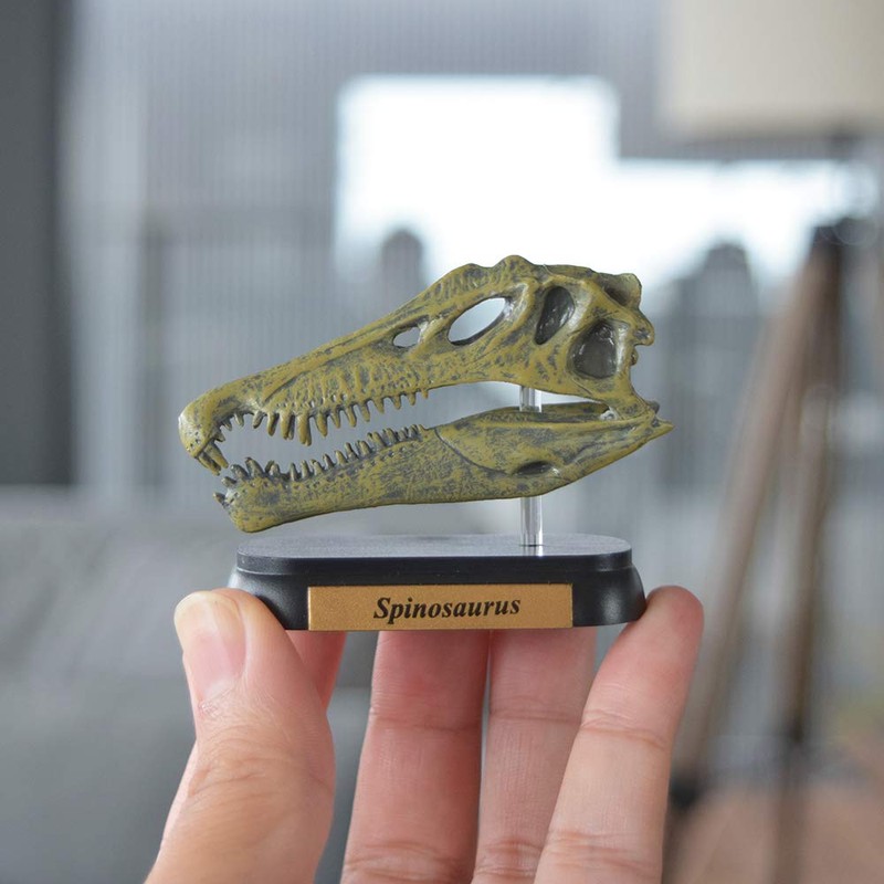 Dinosaur Spinosaurus Skull Mini Model (FDW-503)