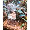 HIERYAN Planaria Trap Catch, Clear Trap Catcher for Cherry Shrimp