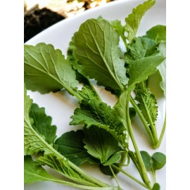 Hundredfold Green Wave Mustard Vegetable 1000 Seeds Non-GMO Microgreens, Asian Greens Salad