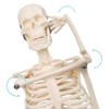 NEW HORIZON 17.7“ High Scientific Human Skeleton Model for Anatomy,Anatomy