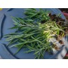 Unbranded 1 KALANCHOE MADRE DE MILES ARANTO MOTHER OF THOUSANDS