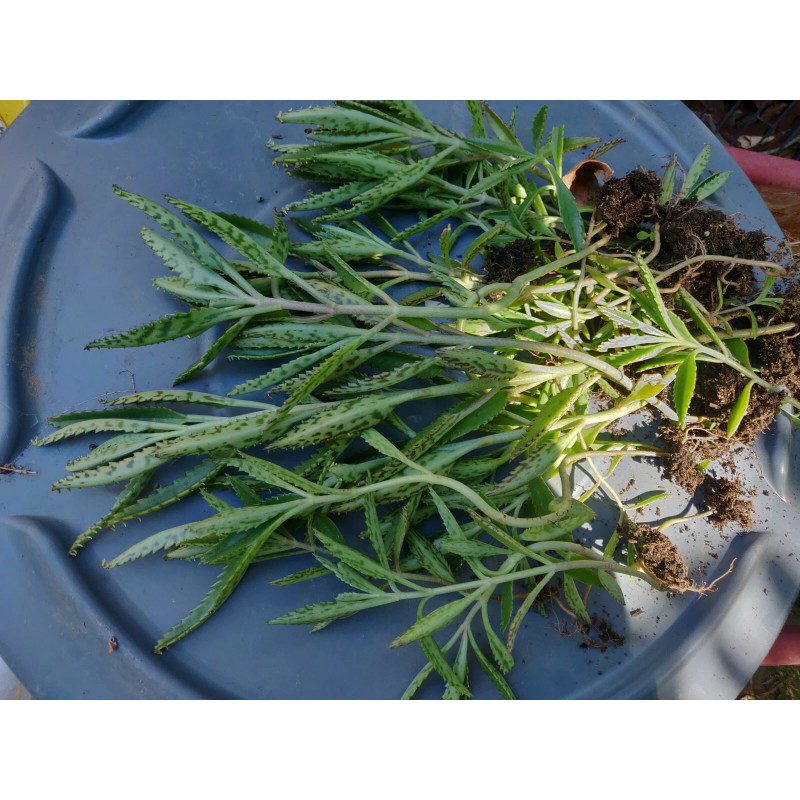 Unbranded 1 KALANCHOE MADRE DE MILES ARANTO MOTHER OF THOUSANDS