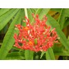 Tree Flowering Coral Tree Live rooted starter plants – 2