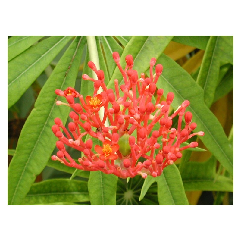 Tree Flowering Coral Tree Live rooted starter plants – 2