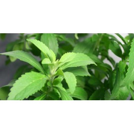 Bulk Pure Stevia Extract Powder Organic w/free microscoop - 2 Oz