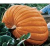 Dill's Atlantic Giant Pumpkin Seeds - These are The Record