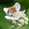 Bee Inspired Raw Blackberry Blossom Honey - Pure Honey Harvested