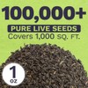 Plains Coreopsis Seeds – Native Flowers – Extra Large Packet