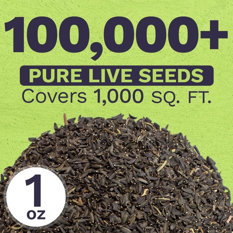 Plains Coreopsis Seeds – Native Flowers – Extra Large Packet