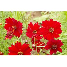 1oz Red Dwarf Plains Coreopsis Tinctoria Wildflower Flower Seeds (100,000 Seeds)